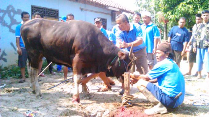 Kerbau 'Ngamuk' di Kalideres Mati Usai Tiga Kali Didor