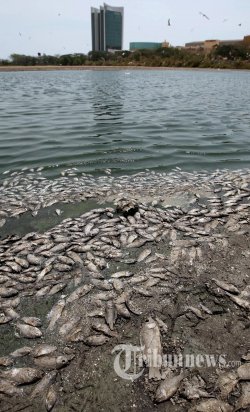 Kementerian Kelautan Selidiki Kematian Ikan di Pangkep