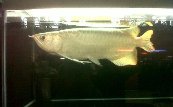 Ini Sebab Seekor Ikan Arwana Bisa Seharga Rp 198 Juta