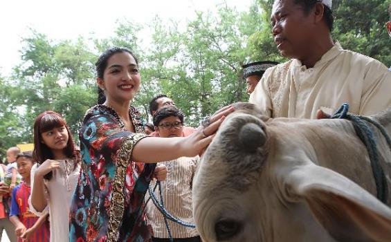 Ashanty Elus dan Bisiki Sapi Kurbannya Sebelum Dipotong