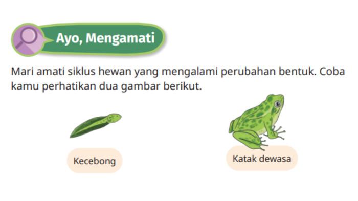 Ayo, Mengamati