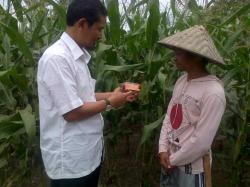 Aziz Temui Petani Jagung di Malangke