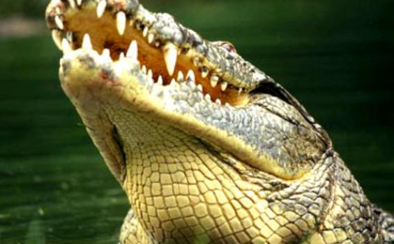 Buaya Sepanjang Lima Meter Serang Warga