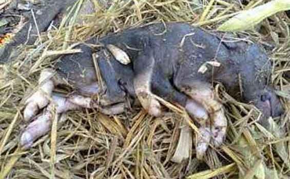 Babi Berkaki Delapan di Mbay