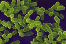 Awas! Bakteri Meningkat Saat Musim Hujan