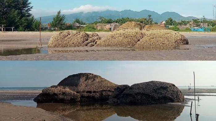 Pantai Watu Gajah, ada batu ikonik yang menyerupai bentuk gajah.