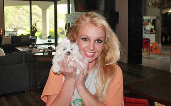 Putus dari Tunangan, Britney Spears Kencani Anjing