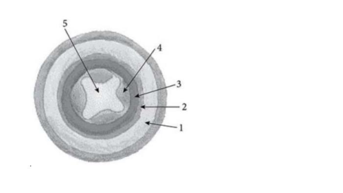 CONTOH SOAL OSN - Tangkapan layar website Kemendikdasmen, Senin (9/2/2026), memperlihatkan soal nomor 33, IPA untuk jenjang SD.
