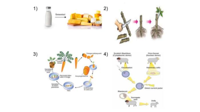 CONTOH SOAL OSN - Tangkapan layar website Kemendikdasmen, Senin (9/2/2026), memperlihatkan soal nomor 35, IPA untuk jenjang SD.