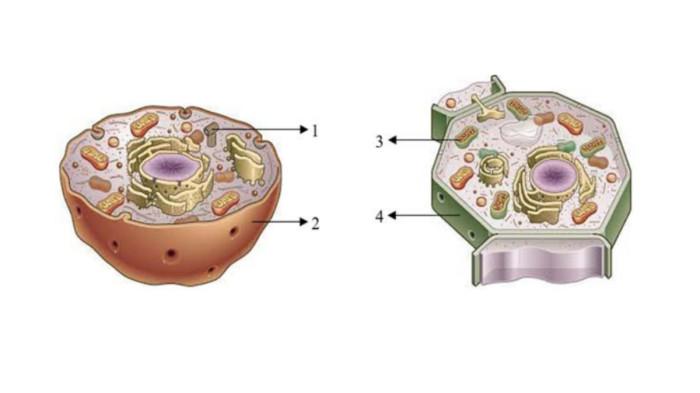 CONTOH SOAL OSN - Tangkapan layar website Kemendikdasmen, Senin (9/2/2026), memperlihatkan soal nomor 52, IPA untuk jenjang SD.