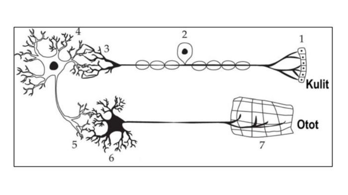 CONTOH SOAL OSN - Tangkapan layar website Kemendikdasmen, Senin (9/2/2026), memperlihatkan soal nomor 24, IPA untuk jenjang SD.