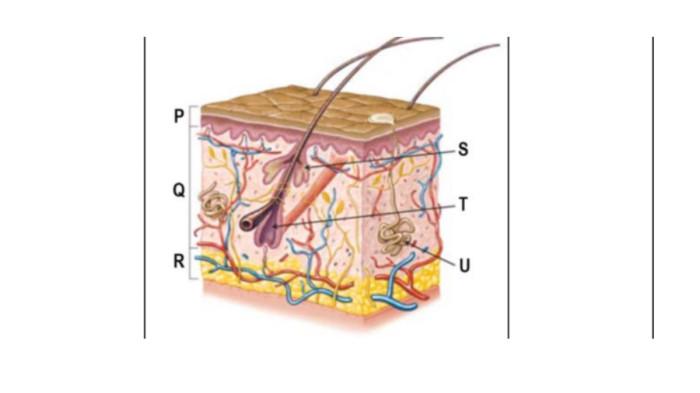 CONTOH SOAL OSN - Tangkapan layar website Kemendikdasmen, Senin (9/2/2026), memperlihatkan soal nomor 25, IPA untuk jenjang SD.