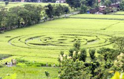 Polres Sleman Periksa Beberapa Orang Terkait Crop Circle