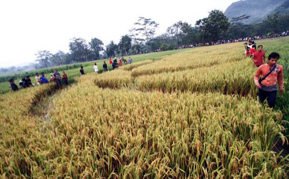 Ahli Nujum Bantul Menjamin Crop Circle Buatan UFO