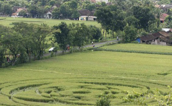 Lapan Yakin Dua Crop Circle Yogya Buatan Manusia