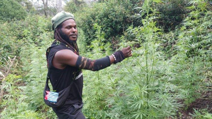 LADANG GANJA - Pimpinan KKB Nduga, Egianus Kogoya yang sedang pamerkan kebun ganja miliknya di Distrik Kurima, Kabupaten Yahukimo