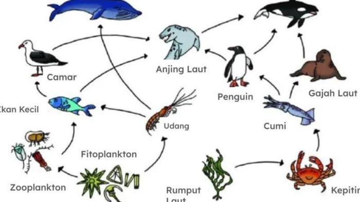 Ekosistem Laut soal TKA Biologi kelas 12 SMA/SMK