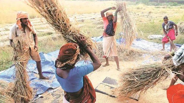 India Izinkan Petani Ekspor Beras Non-Basmati Rp7.411 Per Kilogram