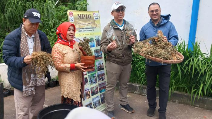 GI TOURISM DIENG – Direktur Merek dan Indikasi Geografis DJKI Kementerian Hukum Fajar Sulaeman Taman (kanan) bersama Staf Ahli Bidang Politik dan Keamanan Kementerian Hukum Arie Ardian Rishadi saat meninjau budi daya dan produk purwaceng dalam uji coba jalur GI Tourism Dieng.