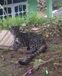 Harimau Bangkie Ditangkap Warga Takut ke Ladang
