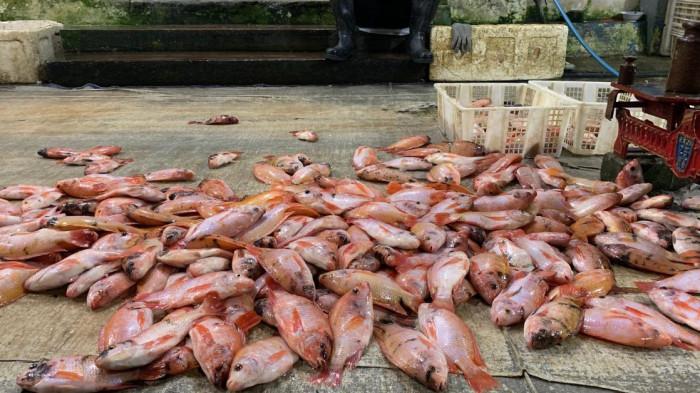 PASAR IKAN BALEKAMBANG - Ikan nila yang dijual di salah satu kios pedagang di Pasar Ikan Balekambang, Surakarta, menjadi salah satu komoditas unggulan di kios tersebut. Foto diambil pada Selasa (12/3/2025). (Foto: Mg Ahmad Dhonan/Pasar Ikan Balekambang).