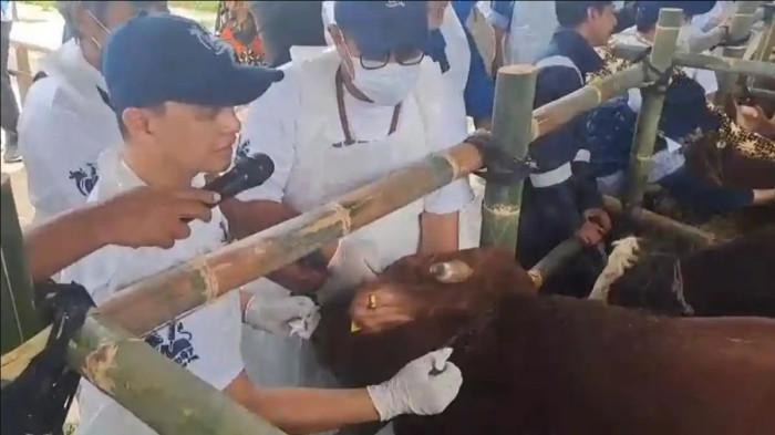 VAKSINASI HEWAN - Akselerasi Vaksinasi Penyakit Mulut dan Kuku (PMK) digelar Kementerian Pertanian di Kabupaten Subang, Jawa Barat, Kamis (5/2/2026), sebagai upaya mempercepat perlindungan ternak di wilayah rawan penularan.
