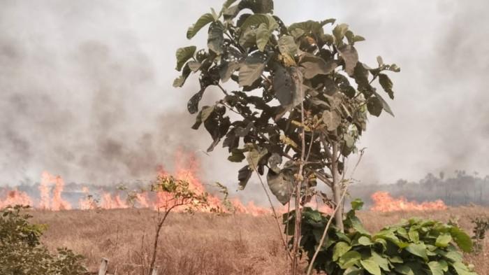 Karhutla - Kondisi kebakaran hutan dan lahan (karhutla) di Kabupaten Merauke, Provinsi Papua Selatan, Minggu (11/10/2026). (HO/BPBD Kabupaten Merauke)