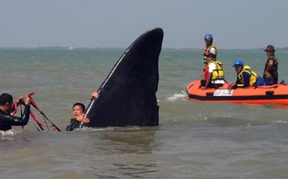 Paus Terdampar Berhasil Ditarik ke Tengah Laut