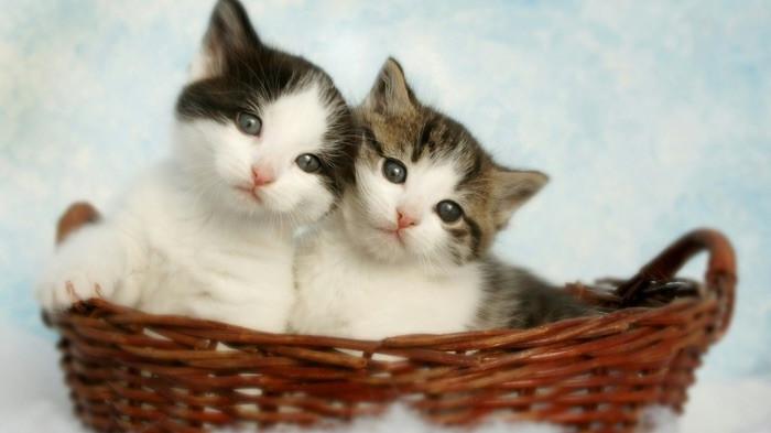 TIPS PELIHARA KUCING - Ilustrasi kucing peliharaan. Kucing yang ‘hobi’ pipis sembarangan di rumah adalah salah satu permasalahan yang kerap ditemui oleh mereka yang memiliki anabul.