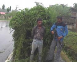 Setengah Hektar Ladang Ganja di Peureulak Kota Dibakar