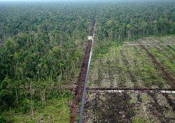 Sanksi Bagi Perusak Lahan Gambut