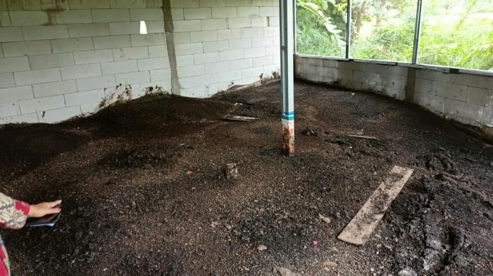 Maggot untuk urai kotoran ayam