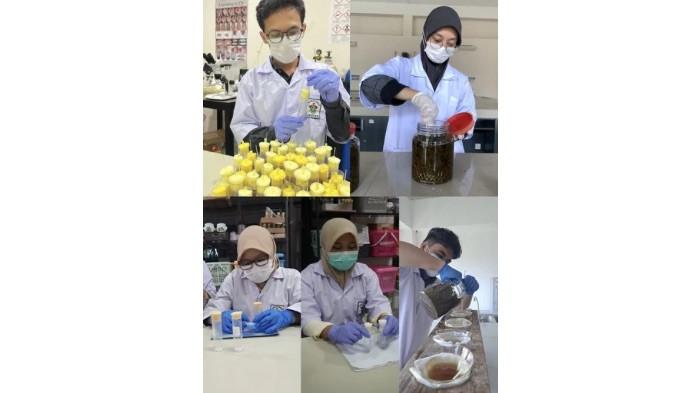 MAHASISWA UNIVERSITAS HASANUDDIN - Tim CAMAPHILA teliti potensi teh hijau sebagai terapi alami kecanduan alkohol melalui model lalat buah.