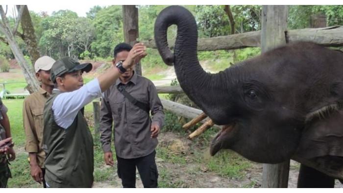 Menteri Kehuatanan Raja Juli sebut akan Restorasi Kawasan Taman Nasional Tesso Nilo, Riau