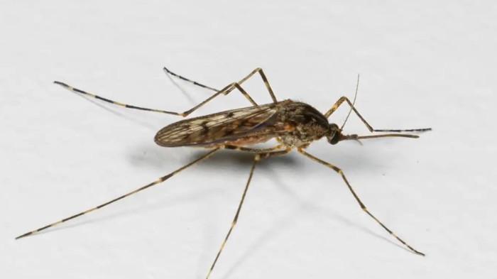 Pertama dalam Sejarah, Nyamuk Ditemukan Hidup di Islandia