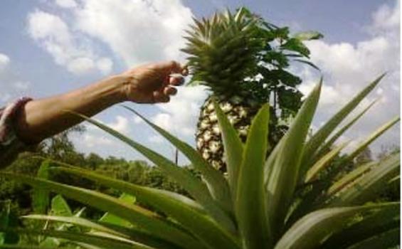Nanas dan Timun Buat Keputihan Hanya Mitos