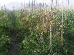 Abu Vulkanik Gagalkan Panen 5.000 Pohon Tomat