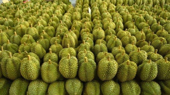 PANEN DURIAN THAILAND - Di Thailand timur, sebanyak 210.000 ton durian telah dipanen atau setara dengan 80-85 persen dari total produksi di wilayah tersebut. Sekitar 95 persen dari hasil panen ini ditujukan untuk ekspor.