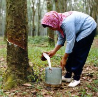 Sektor Perkebunan Dominasi Wajib Pajak Besar di Jambi