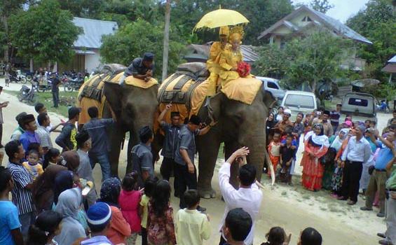Bonbin Gembira Loka Yogya Gelar Nikah di Atas Gajah dan Unta