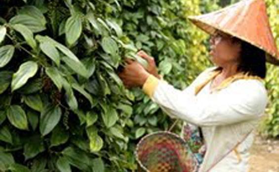 Harga Lada Capai Rp 77 Ribu/Kg