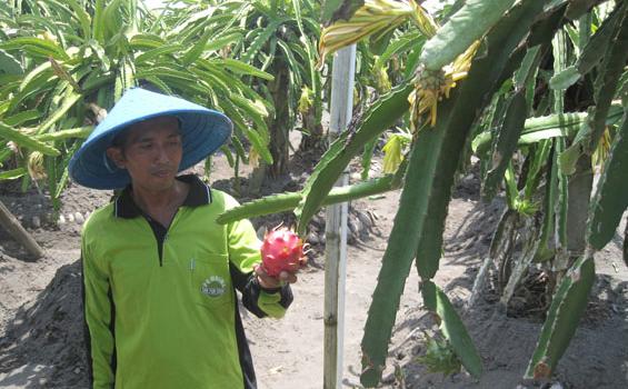 Jelang Imlek Permintaan Buah Naga Meningkat