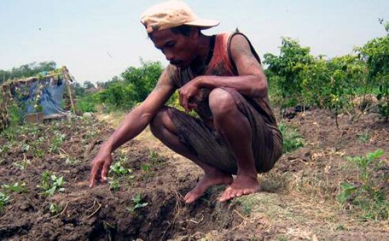 Kemarau Panjang, Petani di Kendal Buat Sumur di Sawah