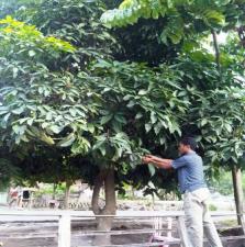 Ada Lagi! Pohon Mangga Berdesah dan Bernafas