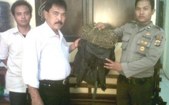 Enam Kg Paket Daun Ganja Kering Urung Diantar ke Teman