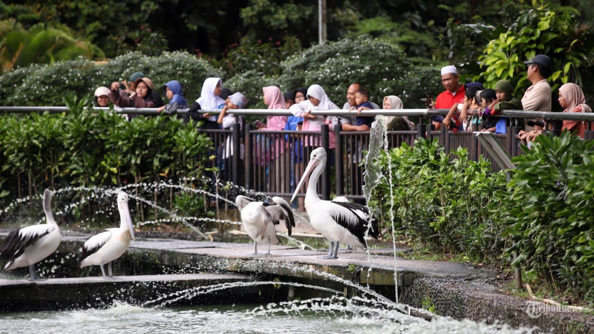 Pengunjung melihat hewan pelican saat mengunjungi Kebun Binatang Ragunan, Jakarta Selatan, Jumat (2/1/2026). Seperti diketahui, sebanyak 113.398 wisatawan mengunjungi Taman Margasatwa Ragunan pada Tahun Baru 2026 untuk menikmati momen liburan bersama keluarga. Selain itu, terdapat sebanyak 11.811 motor, 5.298 mobil, dan 67 bus yang memasuki area parkir tempat wisata tersebut. Tingginya angka kunjungan itu menunjukkan Ragunan masih menjadi salah satu destinasi favorit masyarakat untuk mengisi libur akhir tahun dan momen pergantian tahun baru. Tribunnews/Jeprima