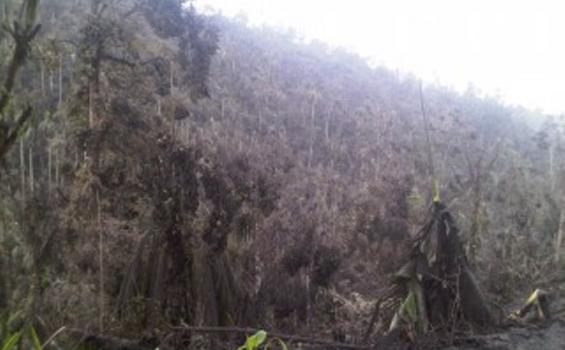 Hutan Pinus Gunung Soputan Terbakar
