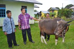 Pedagang Sapi Tetap Jualan Saat Hari Raya Idul Adha