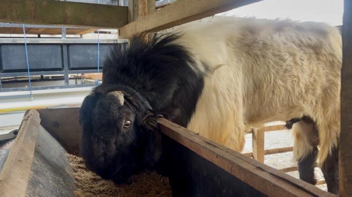 HOTEL TERNAK - Seekor kambing sedang menikmati pakan konsentrat di fasilitas Hotel Ternak, Balai Ternak BAZNAS di Lampung Tengah, Jumat (22/5/2026). Fasilitas unik ini menyediakan jasa transit bagi ternak yang menempuh perjalanan jauh dengan layanan pakan lengkap dan pengawasan kesehatan oleh mantri hewan hanya dengan tarif Rp8.000 per hari.