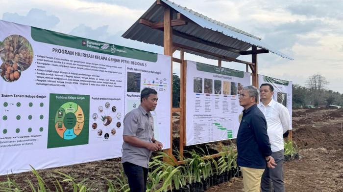 Lahan Banyuwangi di Jatim Disulap Jadi Pusat Kelapa Genjah, Upaya PTPN I Gencarkan Hilirisasi